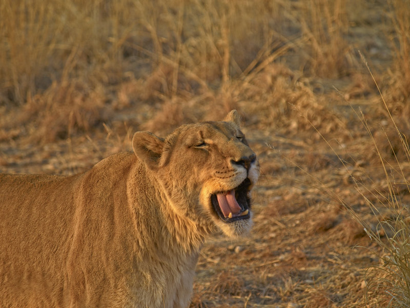 Lion, Amani Lodge